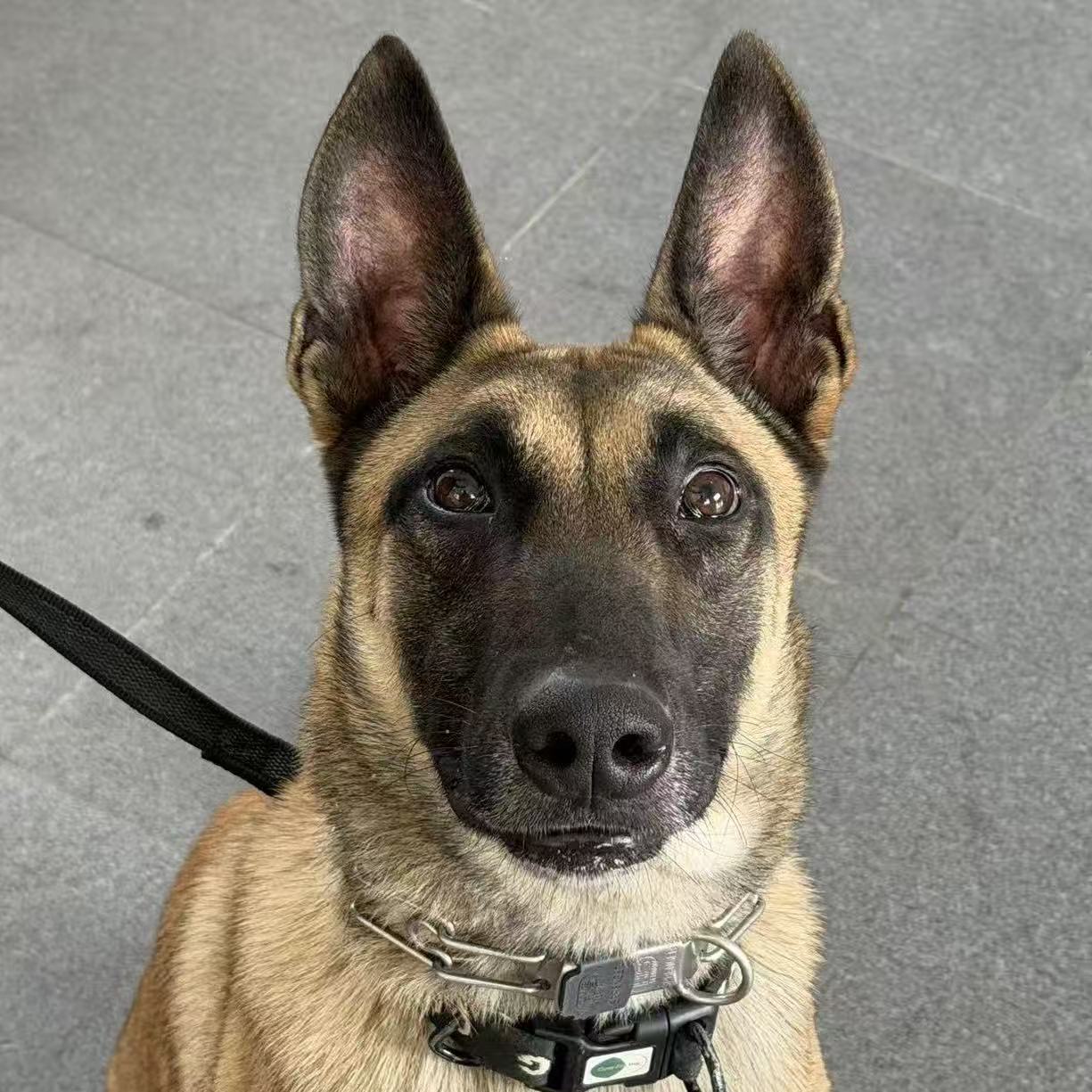 专注注视前方的工作犬